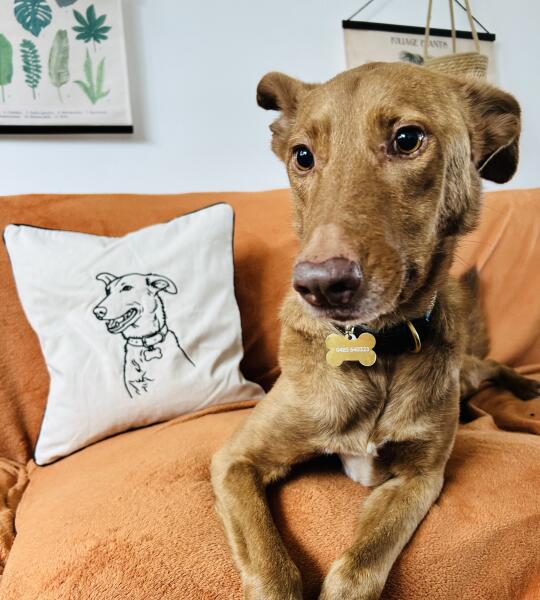 Canvas Kussensloop met Lijntekening van Jouw Foto