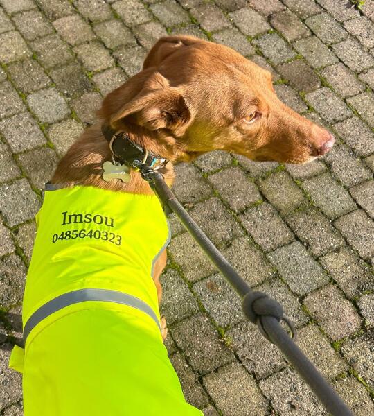 Gilet réfléchissant pour chien
