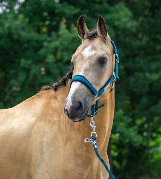 Halster SET met Gegraveerd Naamplaatje