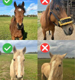 Hoodie enfant personnalisé avec le portrait de ton propre cheval